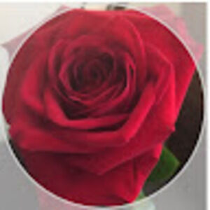 Meet your Posher, Angel